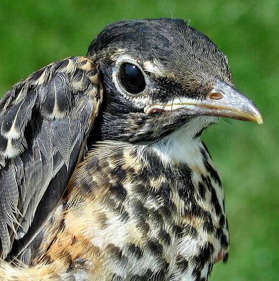 Locally hatched (L) American Robin banded 5/30/03