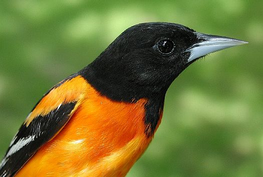 Baltimore Oriole (after second year male)
