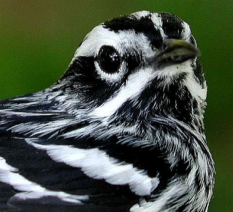 Black-and-white Warbler, ASY male