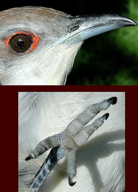 Black-billed Cuckoo, eye ring, bill, & zygodactyl foot