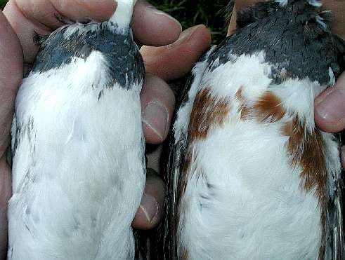 Belted Kingfisher breast bands (male left; female right)