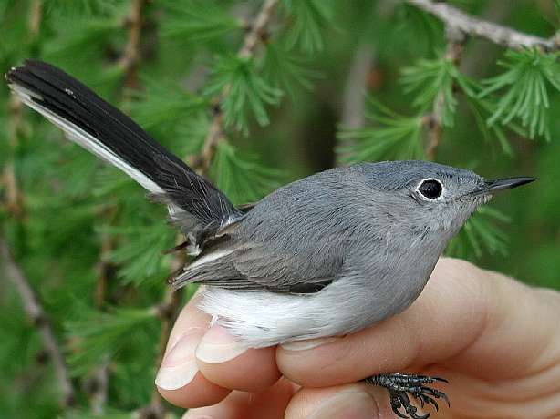 Blue-gray Gnatcatcher (ASY female)