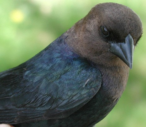 ASY male Brown-headed Cowbird