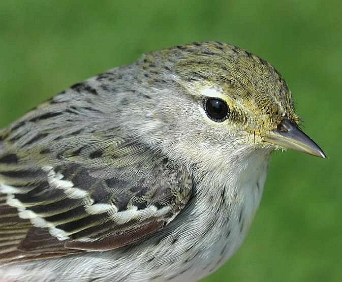 SY female Blackpoll Warbler banded 5/30/03