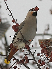 Bohemian Waxwing