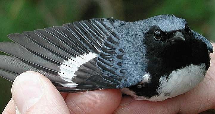 Black-throated Blue Warbler, ASY male