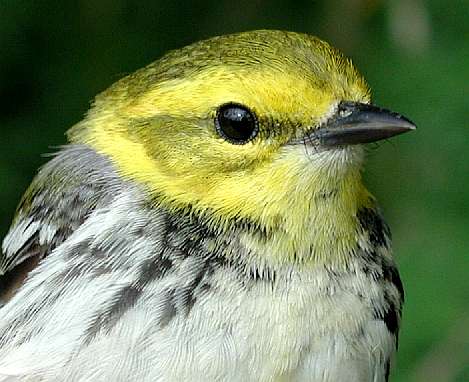 Black-throated Green Warbler, SY female