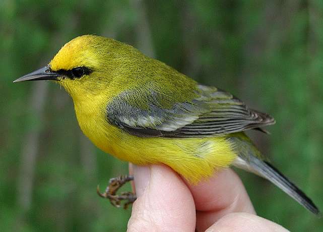 Blue-winged warbler (SY male)