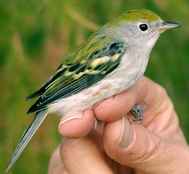 Chestnut-sided Warbler