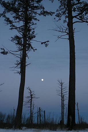 Moonrise in the spruce forests of Duluth, MN