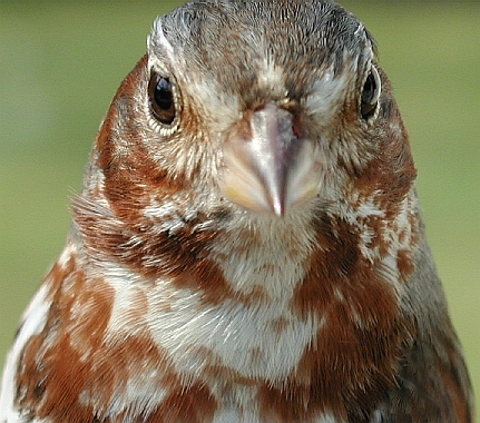 Fox Sparrow - ASY U