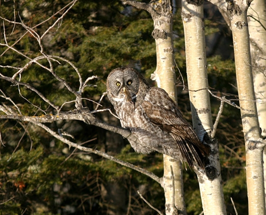 Great Gray Owl