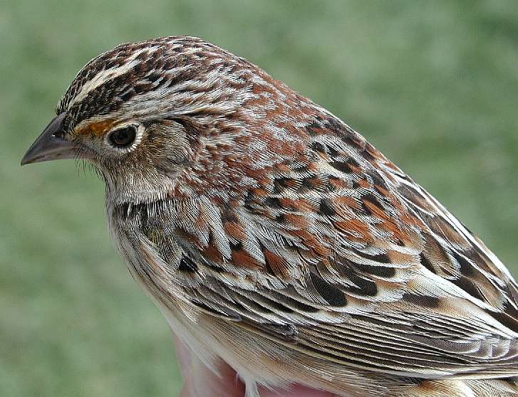 Grasshopper Sparrow