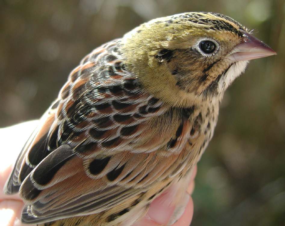 Henslow's Sparrow