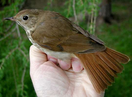 Hermit Thrush (ASY unknown sex)