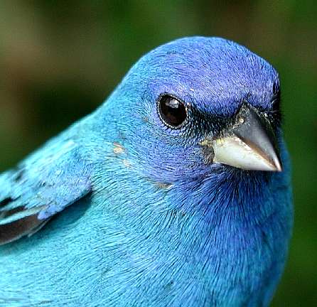 Indigo Bunting, ASY male