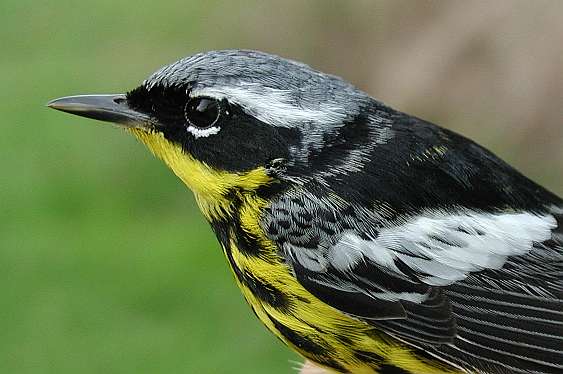 Magnolia Warbler, ASY male