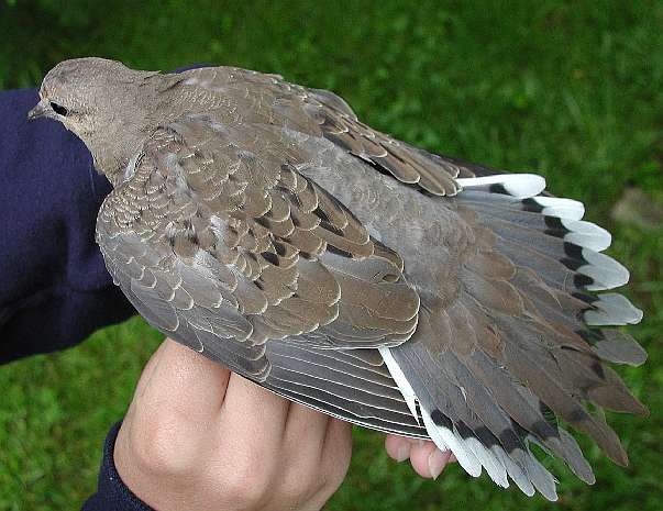 Locally hatched (L) Mourning Dove banded 5/28/03