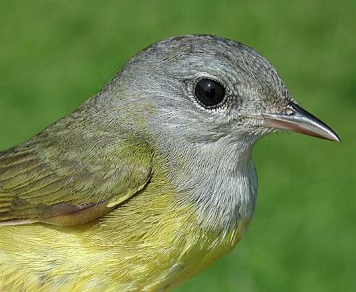 SY female Mourning Warbler banded 5/30/03