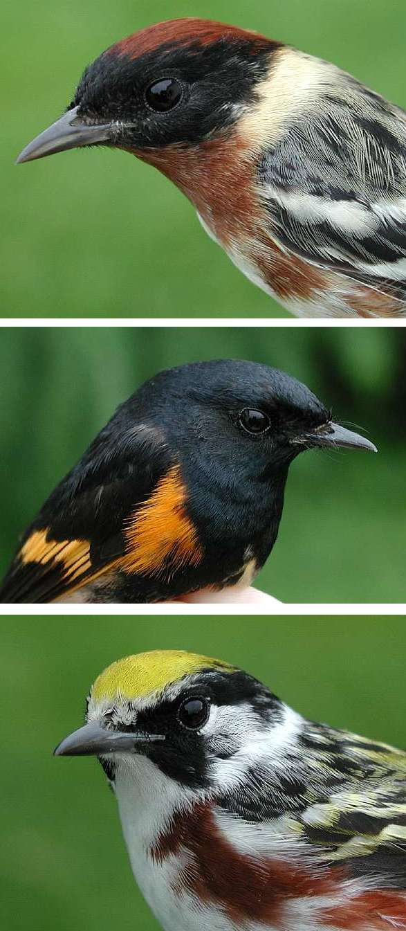 Bay-breasted Warbler, American Redstart, and Chestnut-sided Warbler