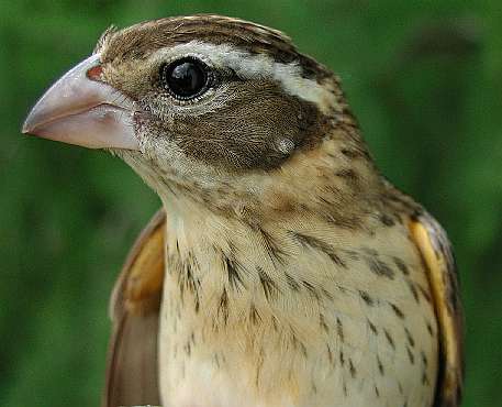 Mystery grosbeak, possible Rose-breasted X Black-headed