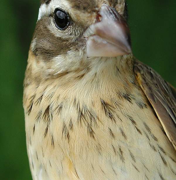 Mystery grosbeak (ASY female), possible Rose-breasted X Black-headed