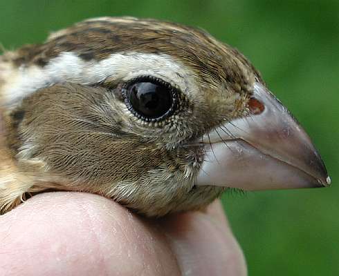 Mystery grosbeak, possible Rose-breasted X Black-headed