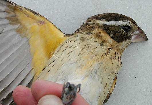 Mystery grosbeak, possible Rose-breasted X Black-headed