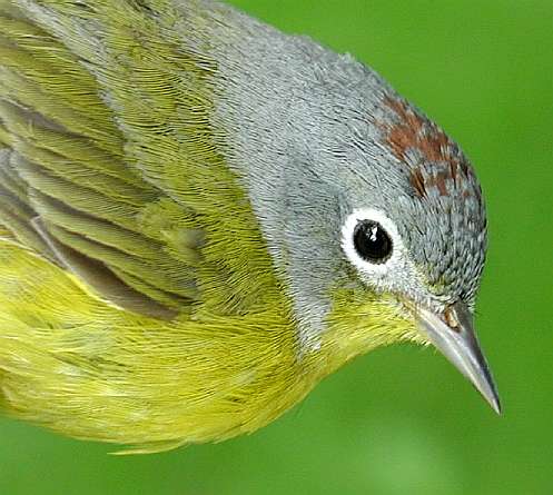 Nashville Warbler, ASY male