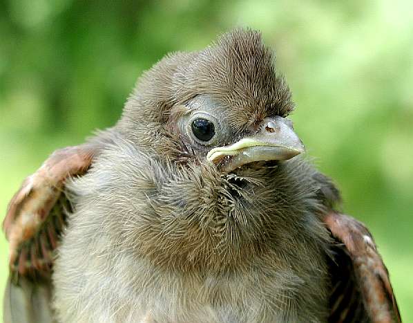 Locally hatched (L) Northern Cardinal banded 6/1/03