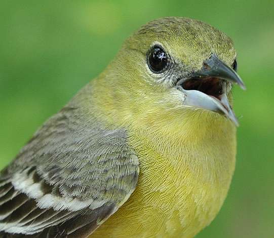 Orchard Oriole, ASY female