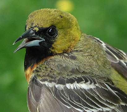 Orchard Oriole, SY male