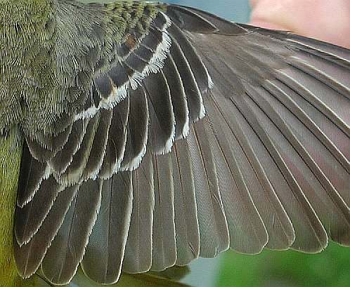 Orchard Oriole, wing of SY male