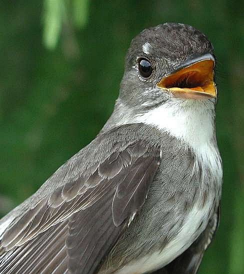 Olive-sided Flycatcher, banded at Powdermill May 18, 2003