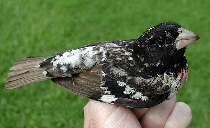 SY male Rose-breasted Grosbeak banded 5/30/03