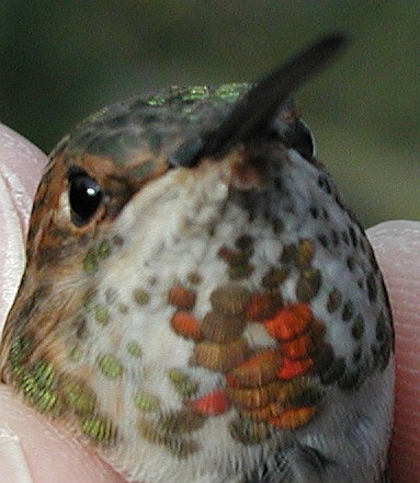 AHY female RUHU banded at S. Connellsville 11/30/04