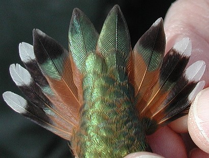 AHY female RUHU banded at S. Connellsville 11/30/04