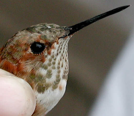 HY male RUHU, banded S. Connellsville 11/09/05