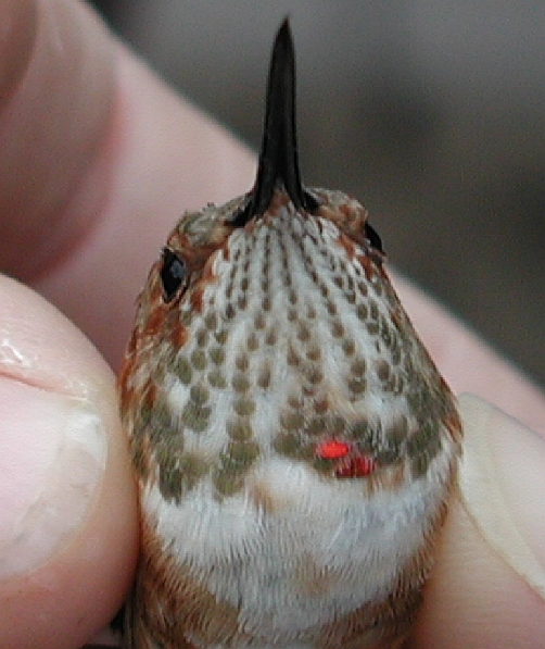 HY male RUHU, banded S. Connellsville 11/09/05