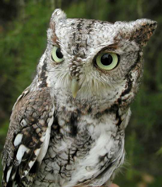 Eastern Screech Owl