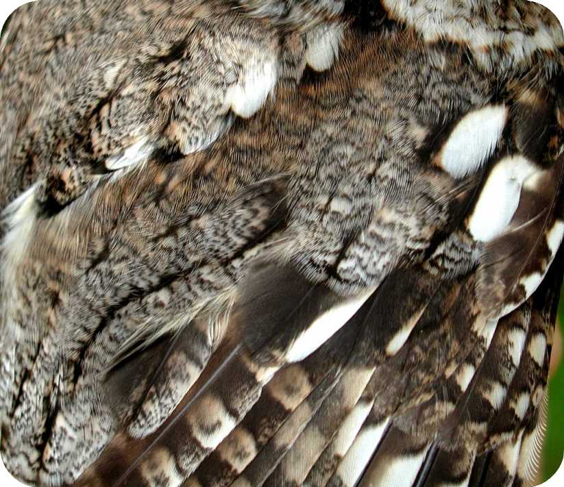 Owl plumage detail