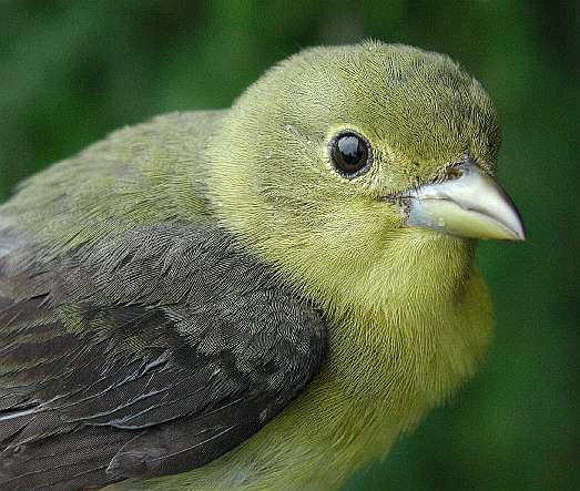 ASY female Scarlet tanager banded 5/31/03