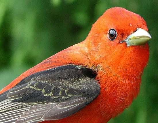 SY male Scarlet Tanager banded 5/31/03