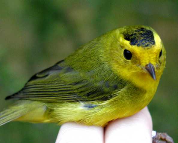 Wilson's Warbler