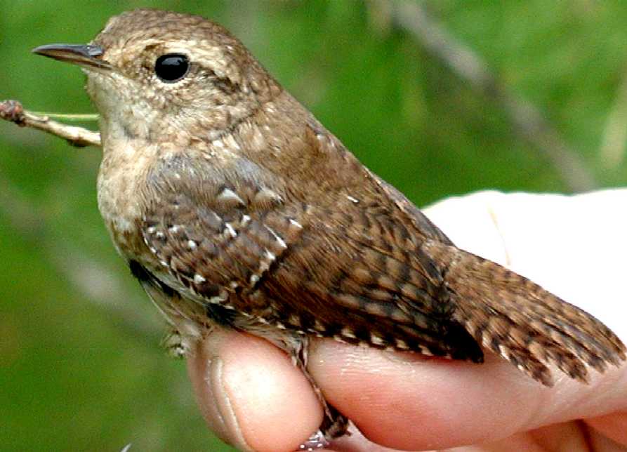 Winter Wren