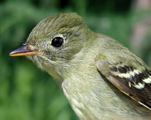 ASY Yellow-bellied Flycatcher banded 5/30/03