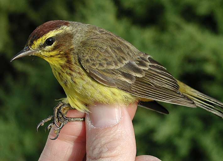 Yellow race Palm Warbler